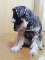 f:id:xxkyrixx:20090103122334j:image f:id:xxkyrixx:20090103122334j:image
