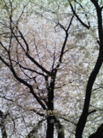f:id:xxkyrixx:20090405160016j:image f:id:xxkyrixx:20090405160016j:image