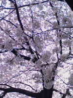 f:id:xxkyrixx:20090405160350j:image f:id:xxkyrixx:20090405160350j:image