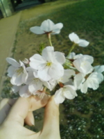 f:id:xxkyrixx:20090405162308j:image f:id:xxkyrixx:20090405162308j:image