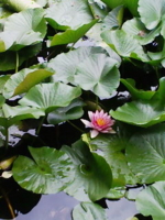 f:id:xxkyrixx:20090707112134j:image f:id:xxkyrixx:20090707112134j:image