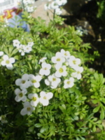 f:id:xxkyrixx:20100313103438j:image f:id:xxkyrixx:20100313103438j:image