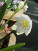 f:id:xxkyrixx:20100313103518j:image f:id:xxkyrixx:20100313103518j:image
