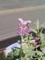 f:id:xxkyrixx:20100313103708j:image f:id:xxkyrixx:20100313103708j:image