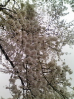 f:id:xxkyrixx:20100429115531j:image f:id:xxkyrixx:20100429115531j:image