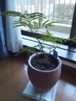 f:id:xxkyrixx:20110717173019j:image f:id:xxkyrixx:20110717173019j:image