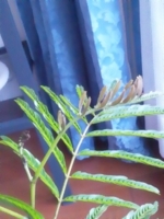f:id:xxkyrixx:20110717180126j:image f:id:xxkyrixx:20110717180126j:image