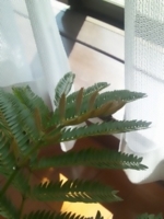 f:id:xxkyrixx:20110718090216j:image f:id:xxkyrixx:20110718090216j:image