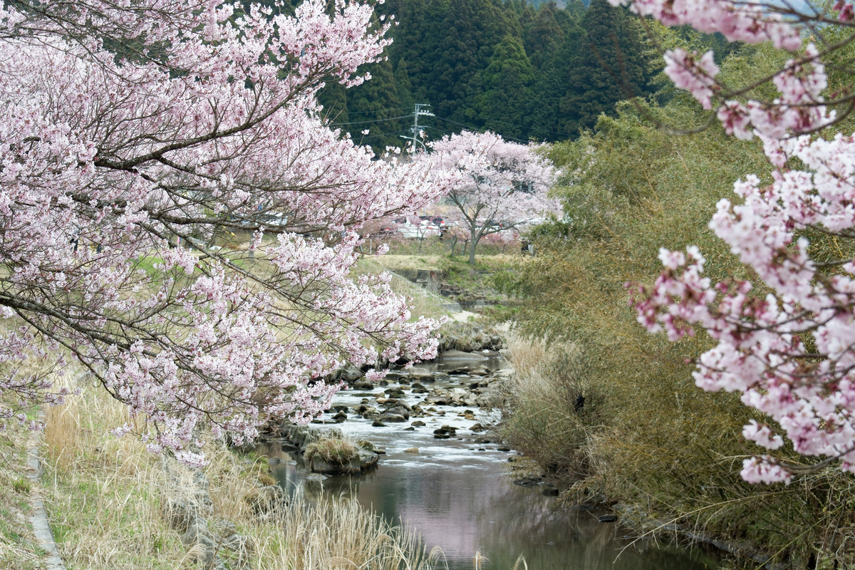 f:id:xxxaki:20190511154231j:plain