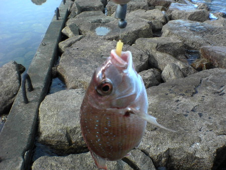 鯛もルアーで釣れるんやね