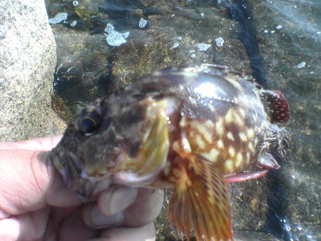 ボウズ逃れの1匹