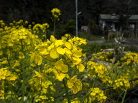 平成１９年の菜の花