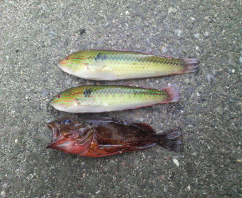 サンマ帝王様の夏の魚