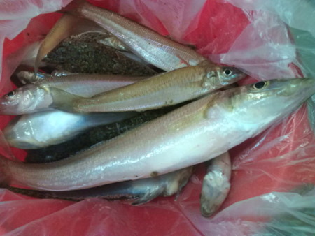H23年夏、ピンギス釣れだす