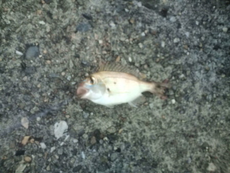 f:id:xyzmk2:20120728210622j:image f:id:xyzmk2:20120728210622j:image