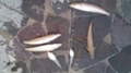 20140514231426