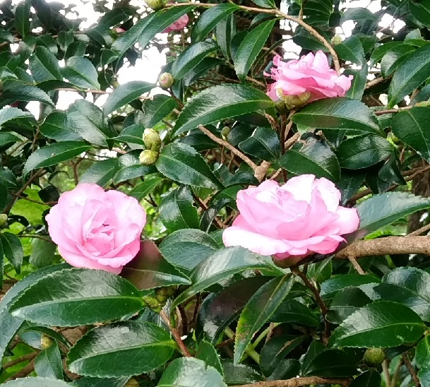イメージ 2