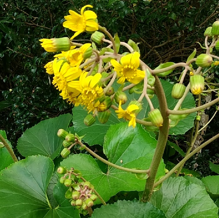 f:id:y-6kakudo:20191130234554j:plain f:id:y-6kakudo:20191130234554j:plain