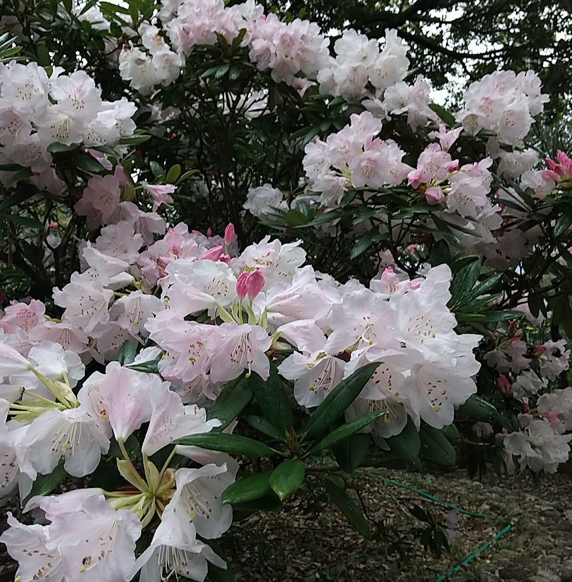 f:id:y-6kakudo:20200327202330j:plain f:id:y-6kakudo:20200327202330j:plain