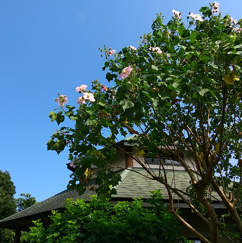 f:id:y-6kakudo:20201017142004j:plain f:id:y-6kakudo:20201017142004j:plain