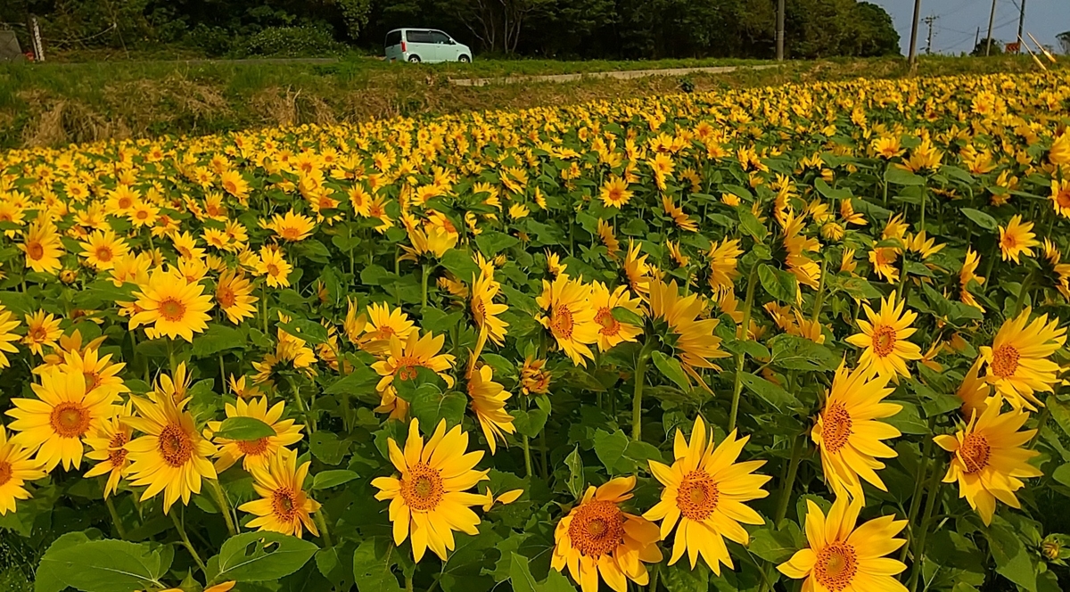 f:id:y-6kakudo:20201225110917j:plain