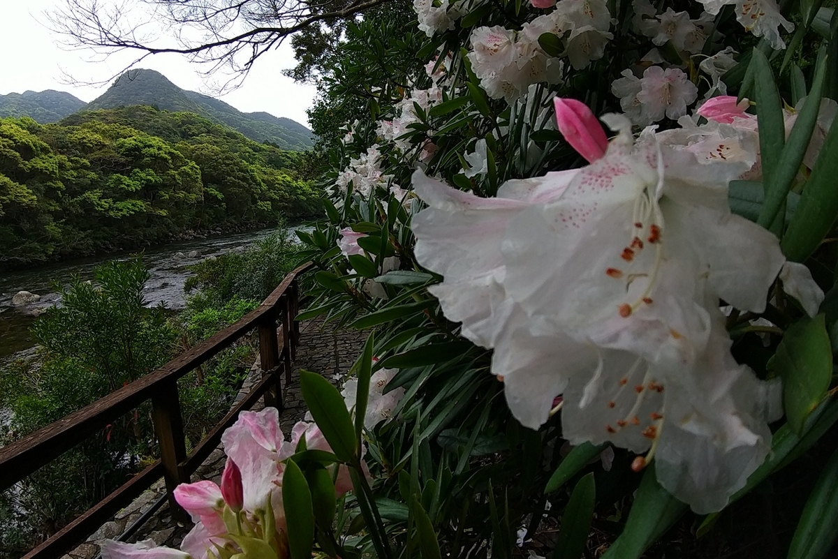 f:id:y-6kakudo:20210321181607j:plain