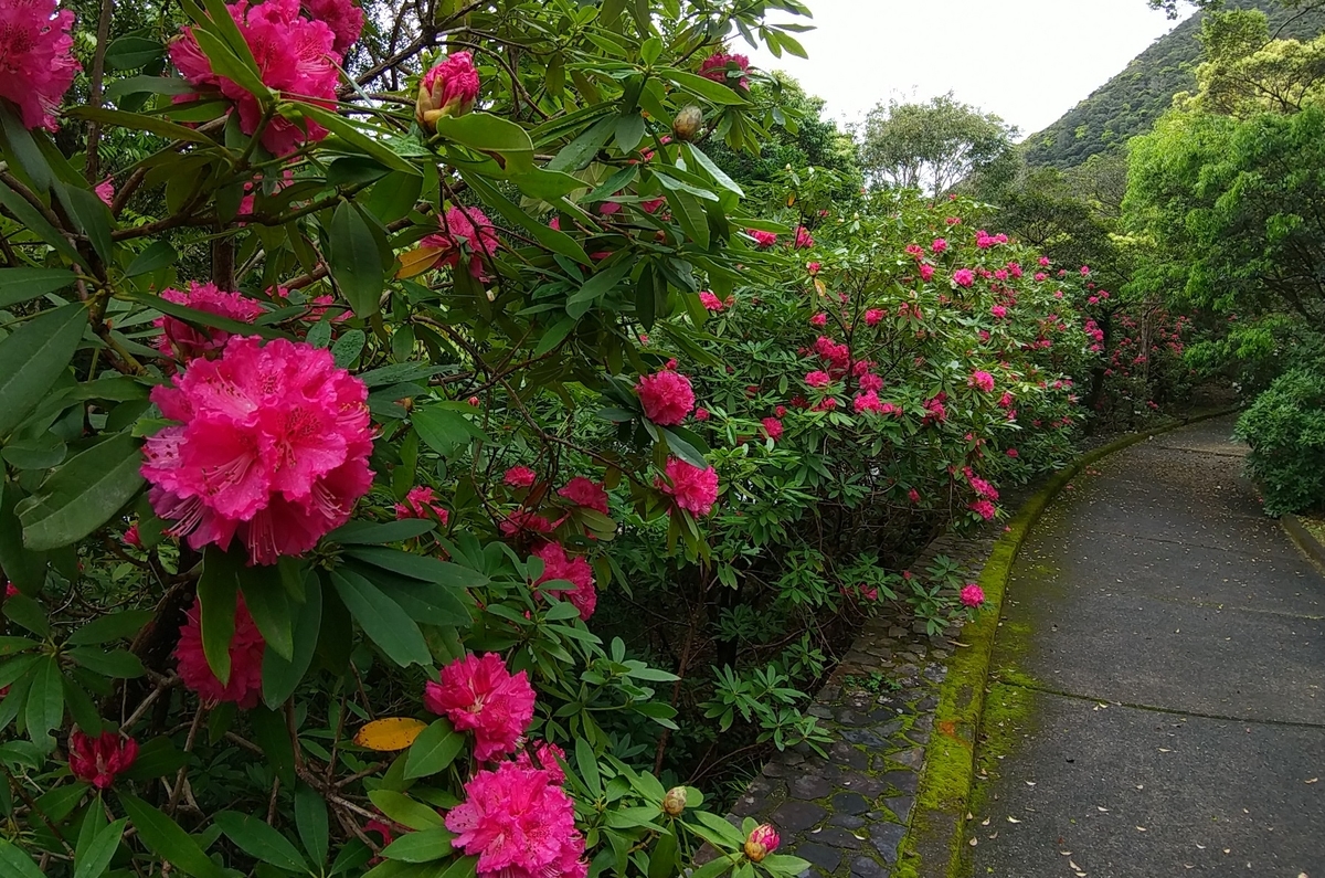 f:id:y-6kakudo:20210321192534j:plain