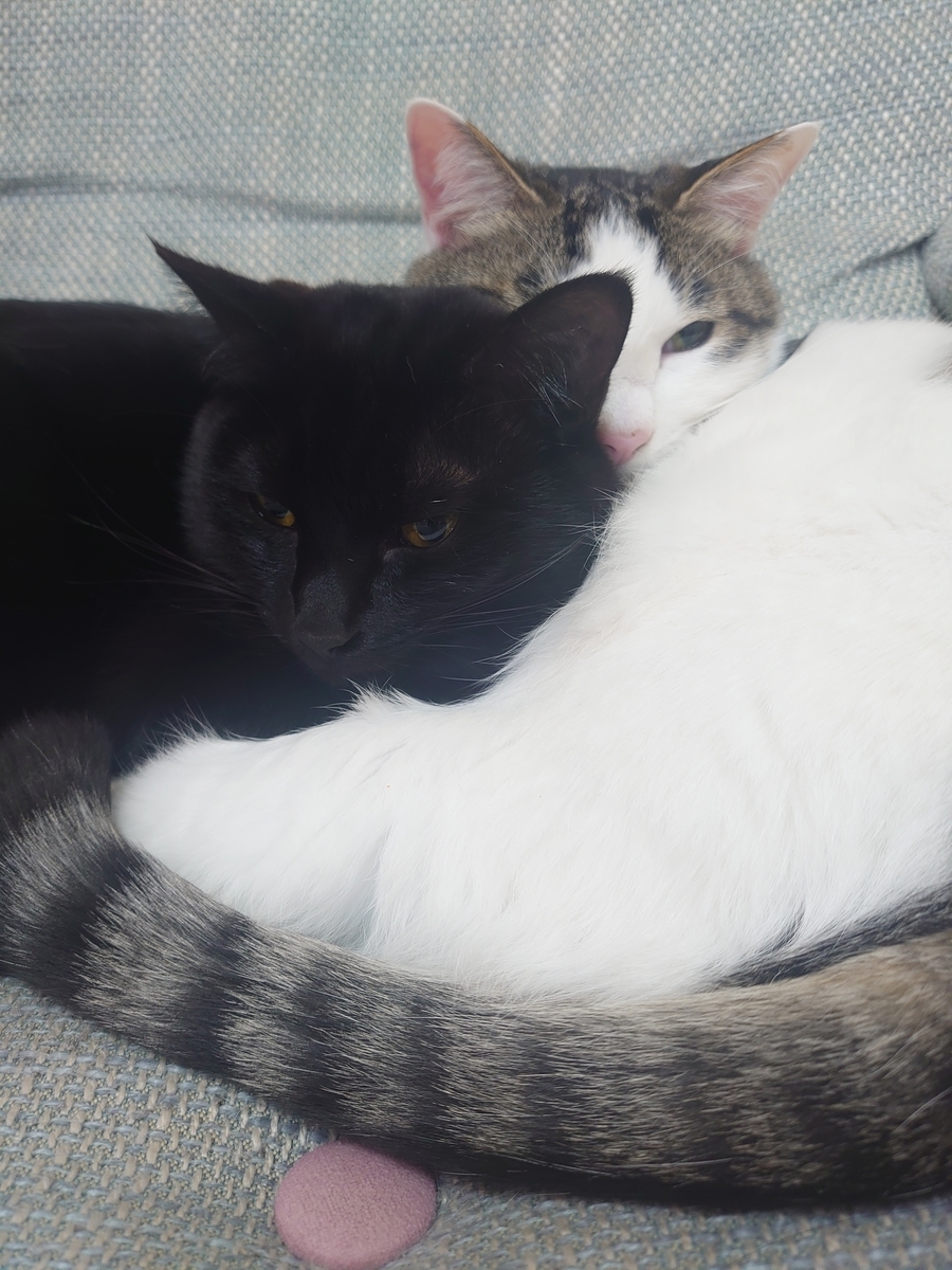 f:id:y-devotion:20201224203348j:plain