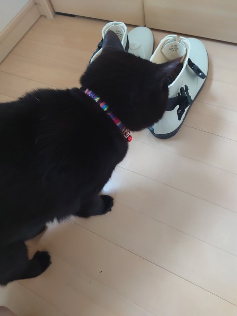 f:id:y-devotion:20210607092045j:plain