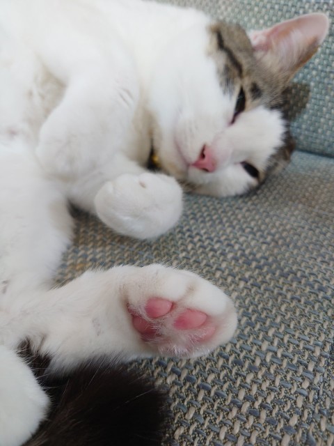 f:id:y-devotion:20210607110223j:plain