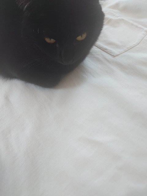 f:id:y-devotion:20210724180137j:plain