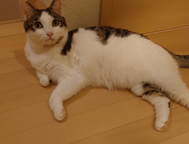 f:id:y-devotion:20211001214502j:plain