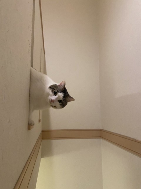 f:id:y-devotion:20220118202841j:plain