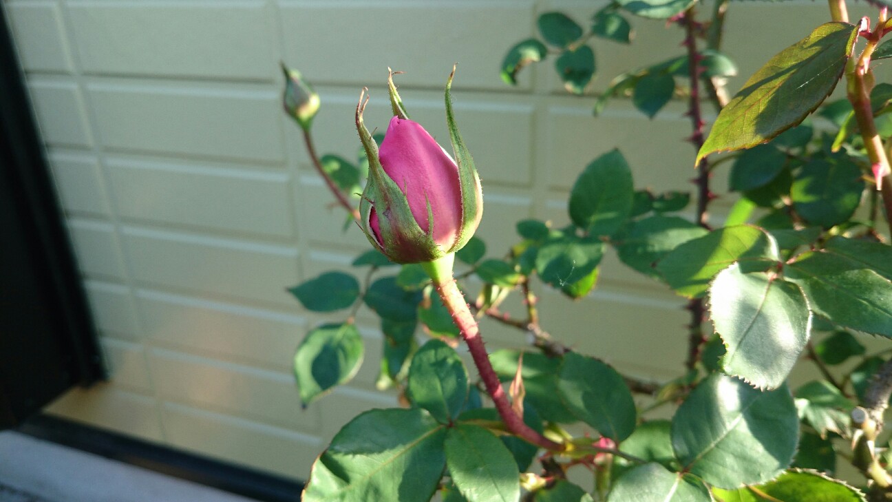 f:id:y-garden:20160505224328j:image f:id:y-garden:20160505224328j:image