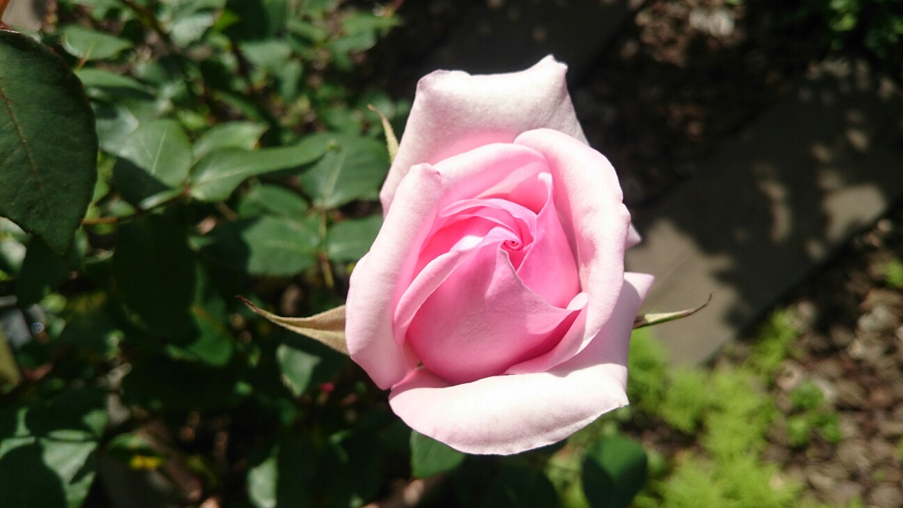 f:id:y-garden:20160508090650j:image f:id:y-garden:20160508090650j:image