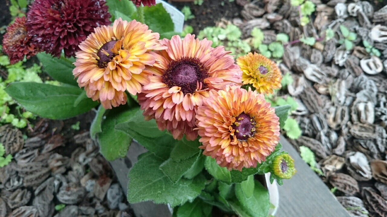 f:id:y-garden:20161121012804j:image f:id:y-garden:20161121012804j:image