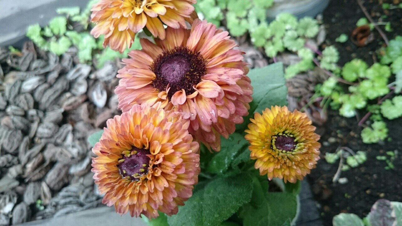 f:id:y-garden:20161121012840j:image f:id:y-garden:20161121012840j:image