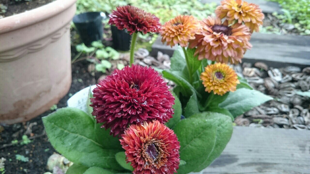f:id:y-garden:20161121012924j:image f:id:y-garden:20161121012924j:image