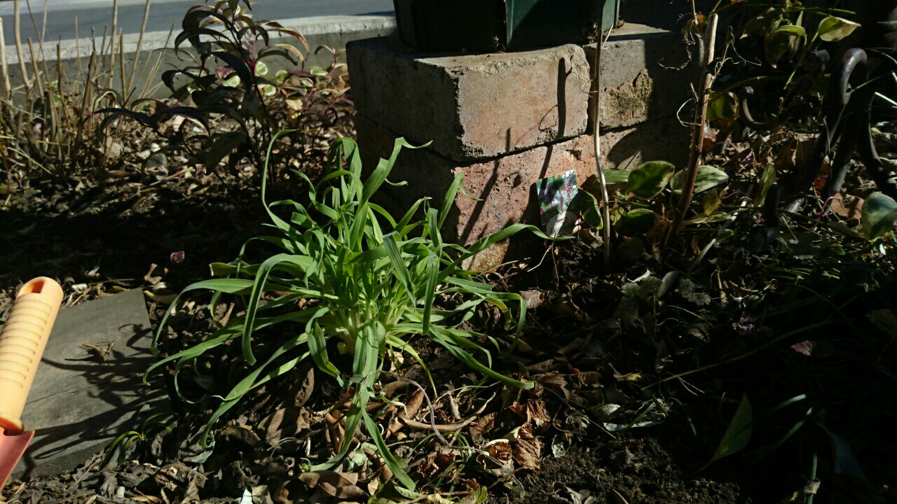 f:id:y-garden:20170204142953j:image f:id:y-garden:20170204142953j:image