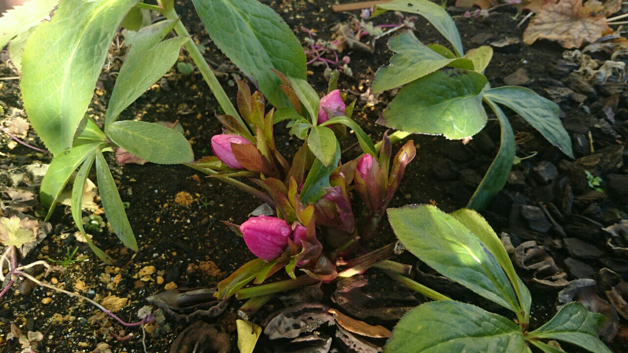 ニゲラの植え付け 山田ガーデン