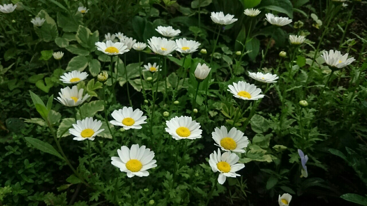 f:id:y-garden:20170511210954j:image f:id:y-garden:20170511210954j:image