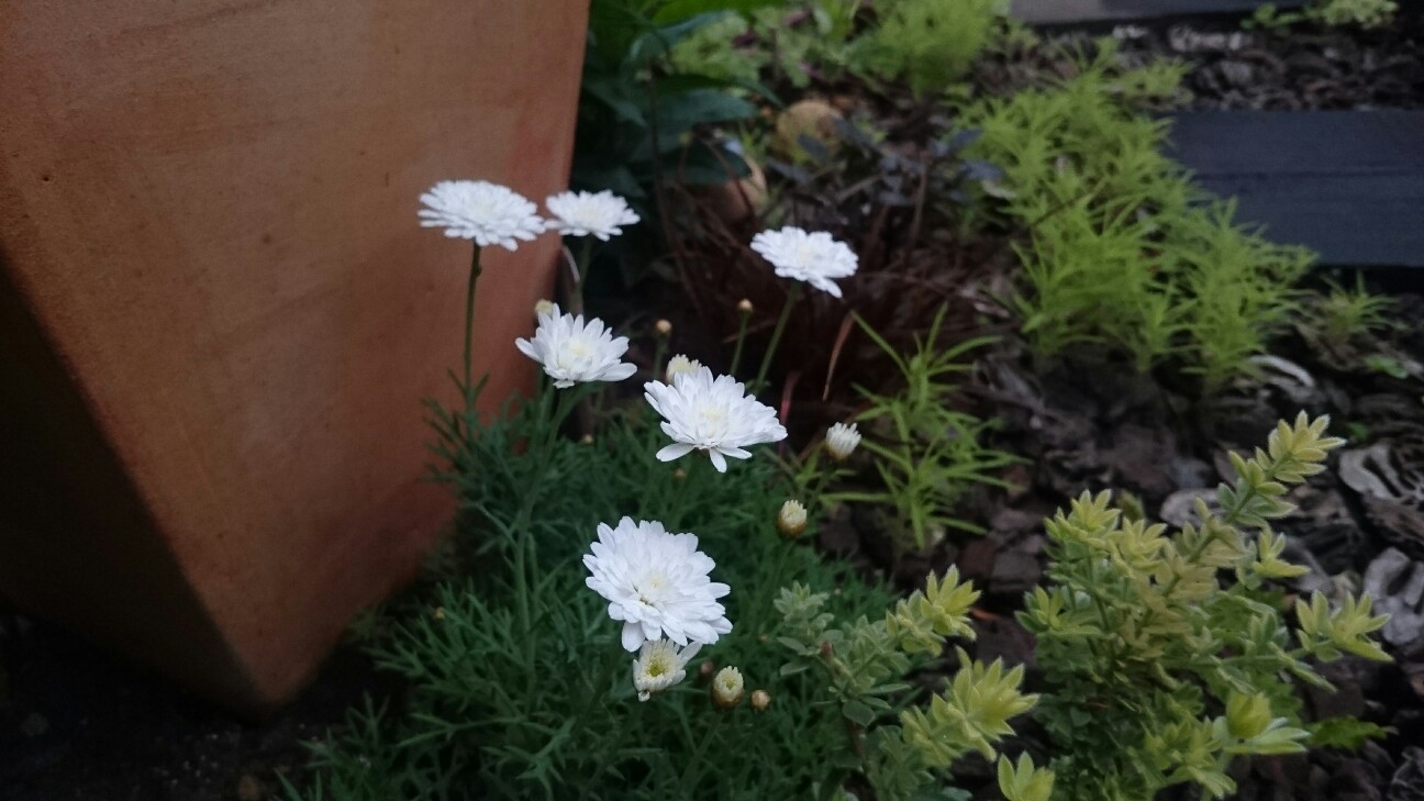 f:id:y-garden:20170511220855j:image f:id:y-garden:20170511220855j:image