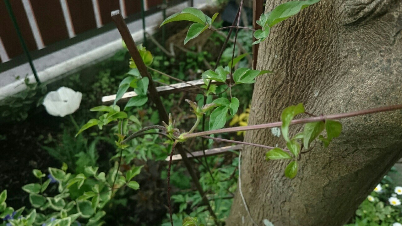 f:id:y-garden:20170511221209j:image f:id:y-garden:20170511221209j:image