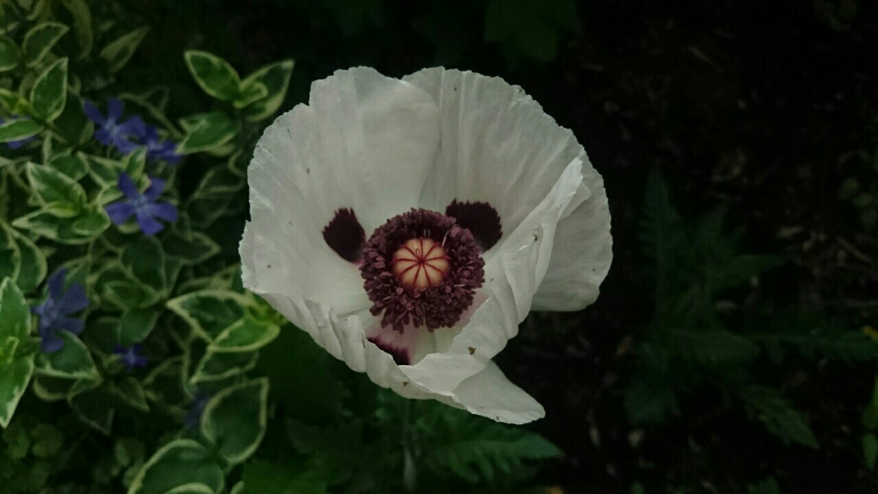 f:id:y-garden:20170511221458j:image f:id:y-garden:20170511221458j:image