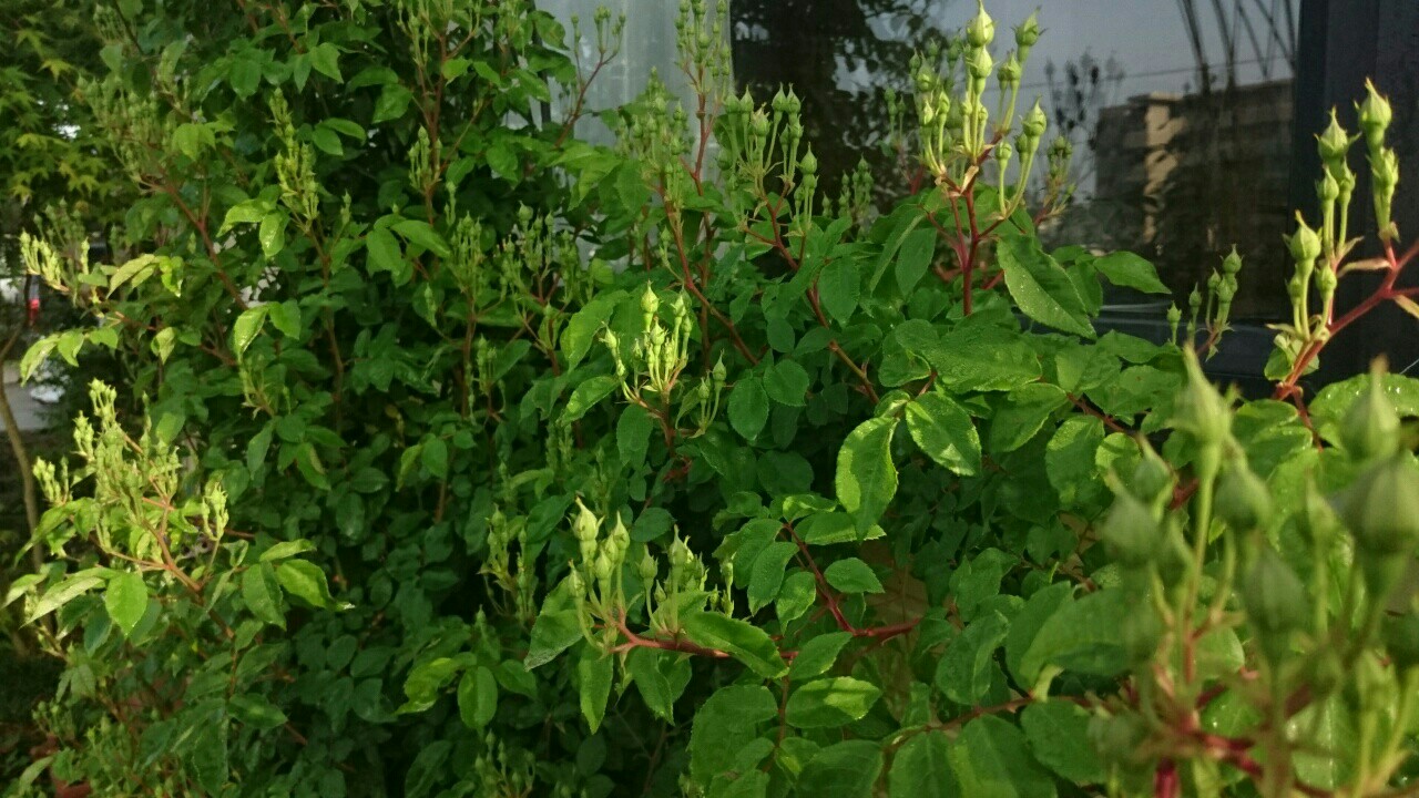 f:id:y-garden:20170512172427j:image f:id:y-garden:20170512172427j:image