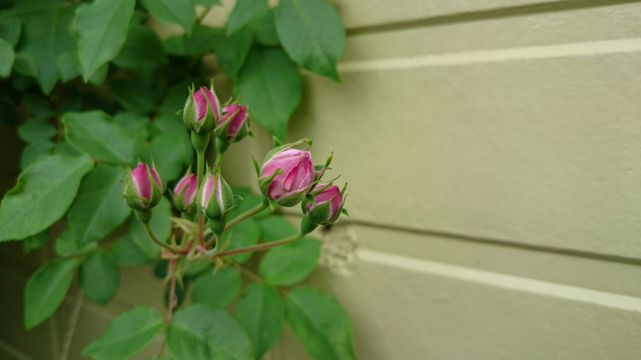 f:id:y-garden:20170514180003j:image f:id:y-garden:20170514180003j:image