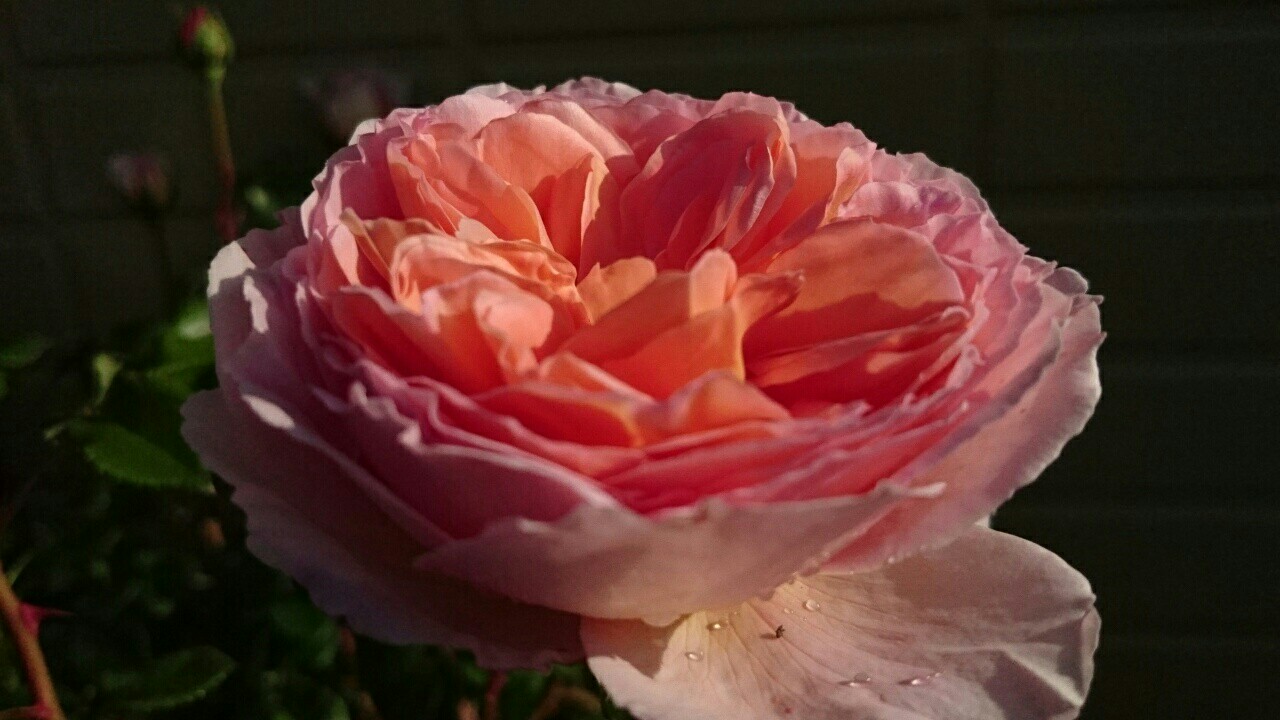 f:id:y-garden:20170516203501j:image f:id:y-garden:20170516203501j:image