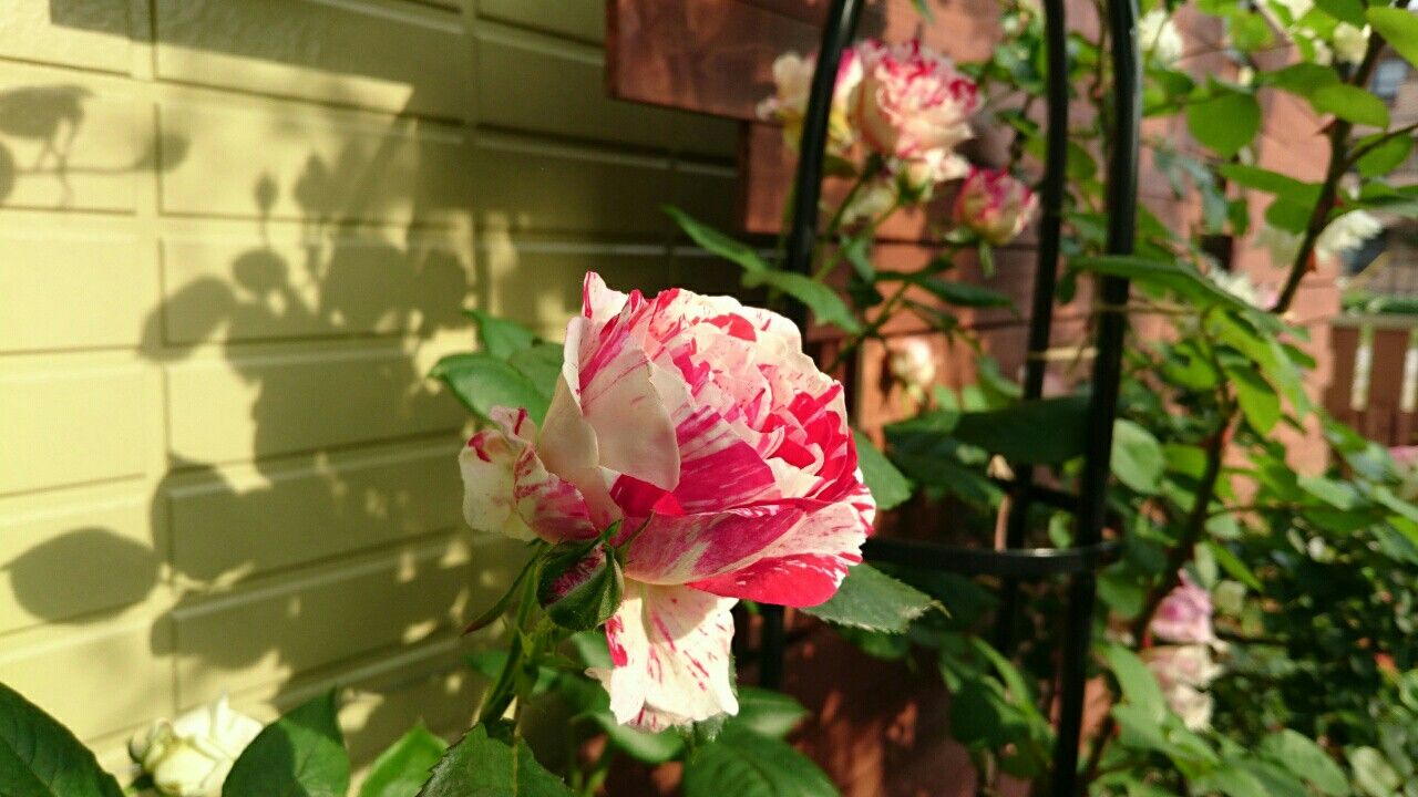 f:id:y-garden:20170524225312j:image f:id:y-garden:20170524225312j:image