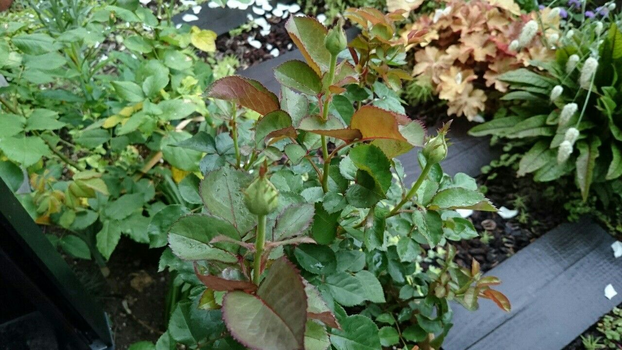 f:id:y-garden:20170525070946j:image f:id:y-garden:20170525070946j:image