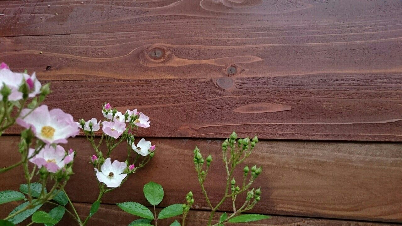 f:id:y-garden:20170527082351j:image f:id:y-garden:20170527082351j:image